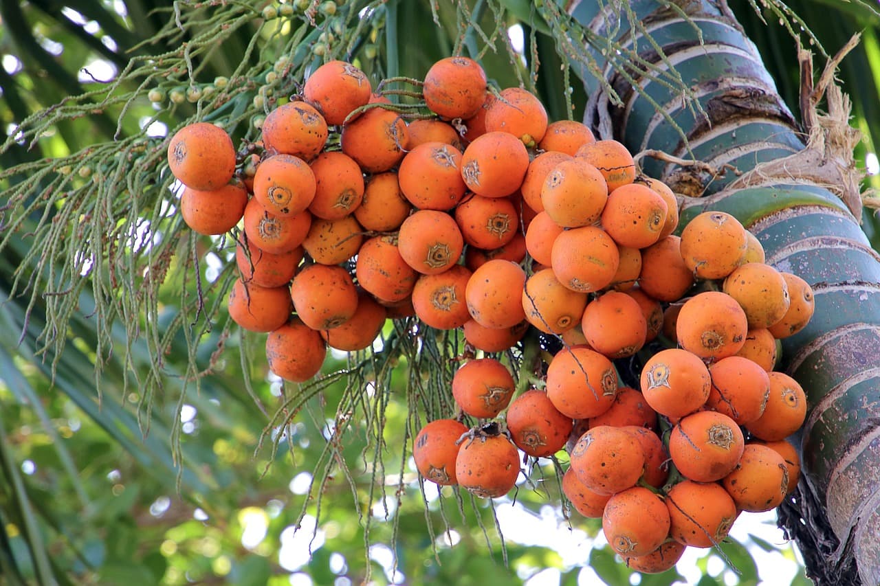 Pohon pinang (buah jambe)
